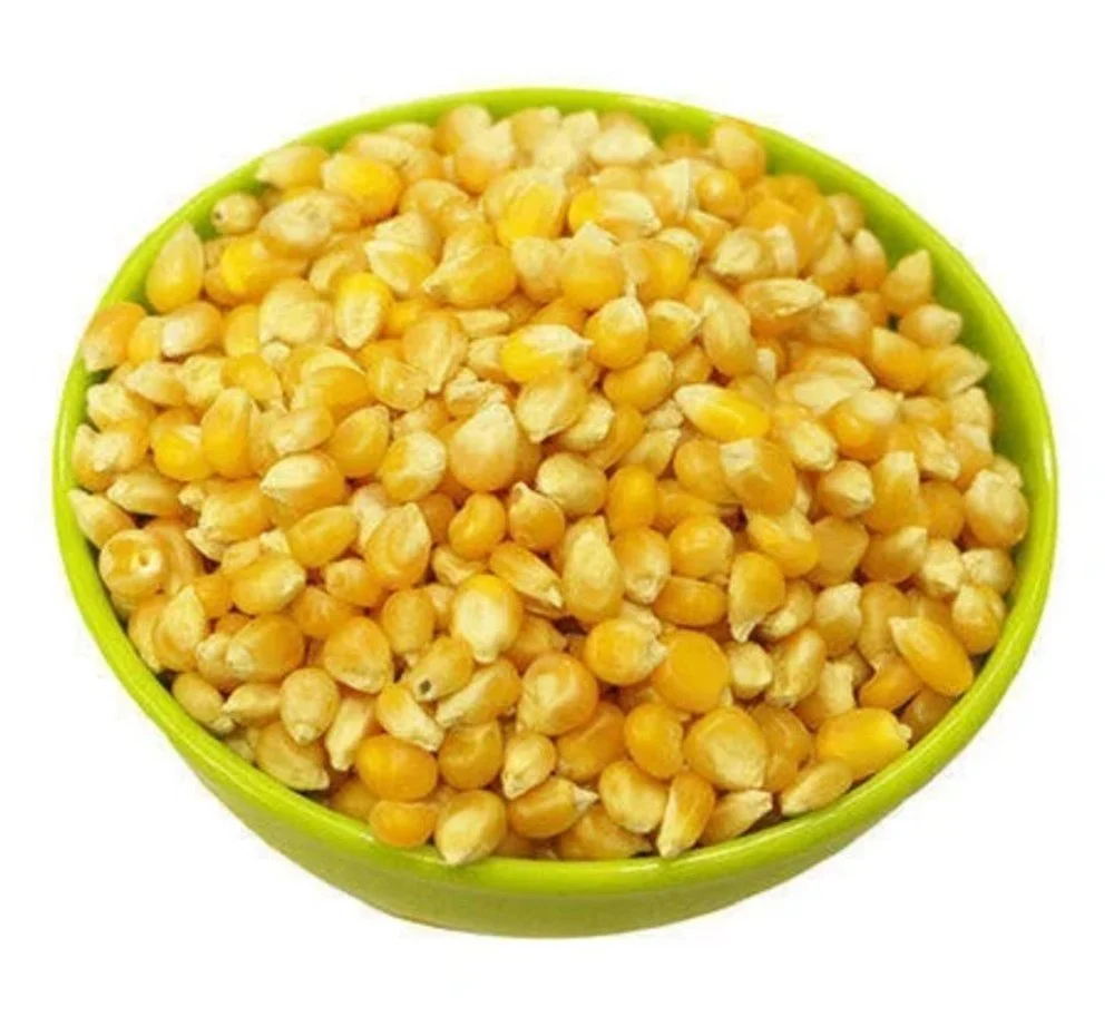 Maize grains