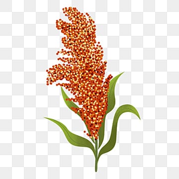 Sorghum