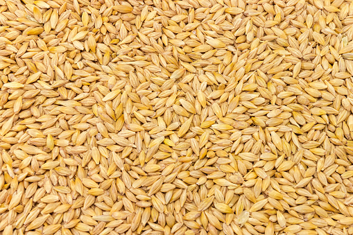 Wheat